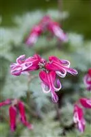 Dicentra formosa 'Burning Hearts'®, Zwergige GartenHerzblume 'Burning