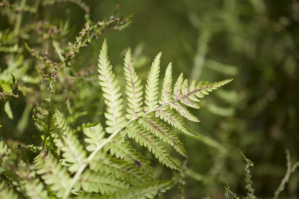 Dryopteris affinis, Goldschuppenfarn