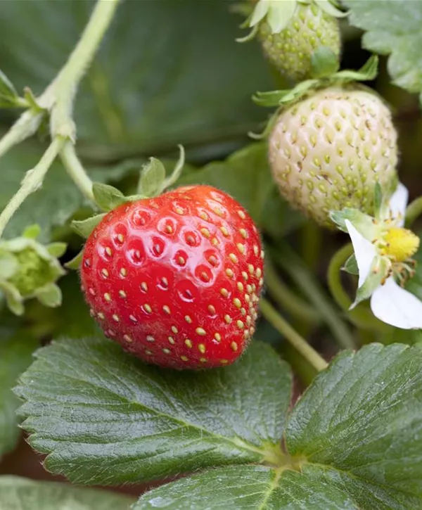 Erdbeere Korona Erntezeit