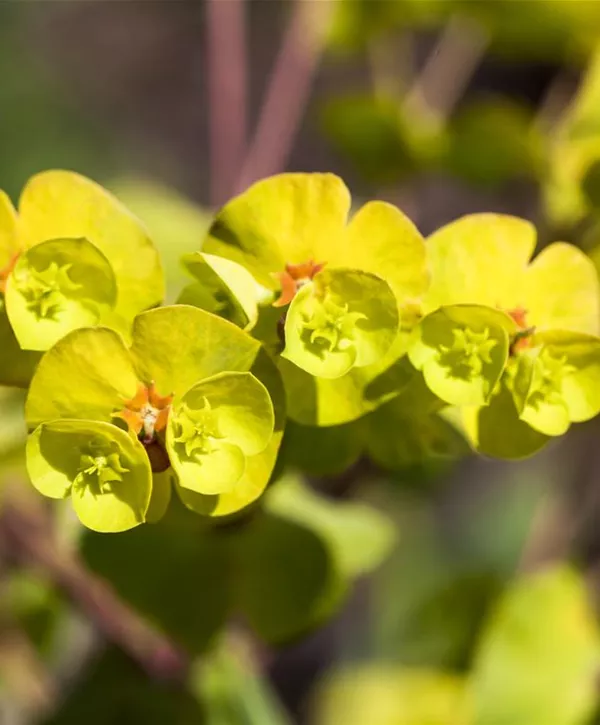 Euphorbia amygdaloides 'Thalia', Mandelblättrige GartenWolfsmilch 'Thalia'
