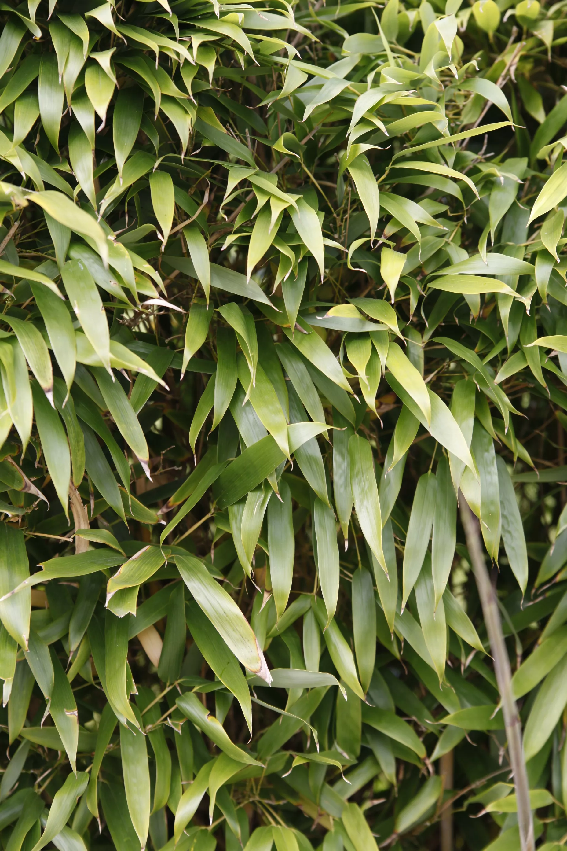 Bambusa vulgaris, Tropischer Bambus