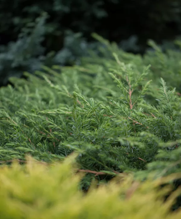 Juniperus conferta 'Schlager', Sachalin-Kriechwacholder 'Schlager'