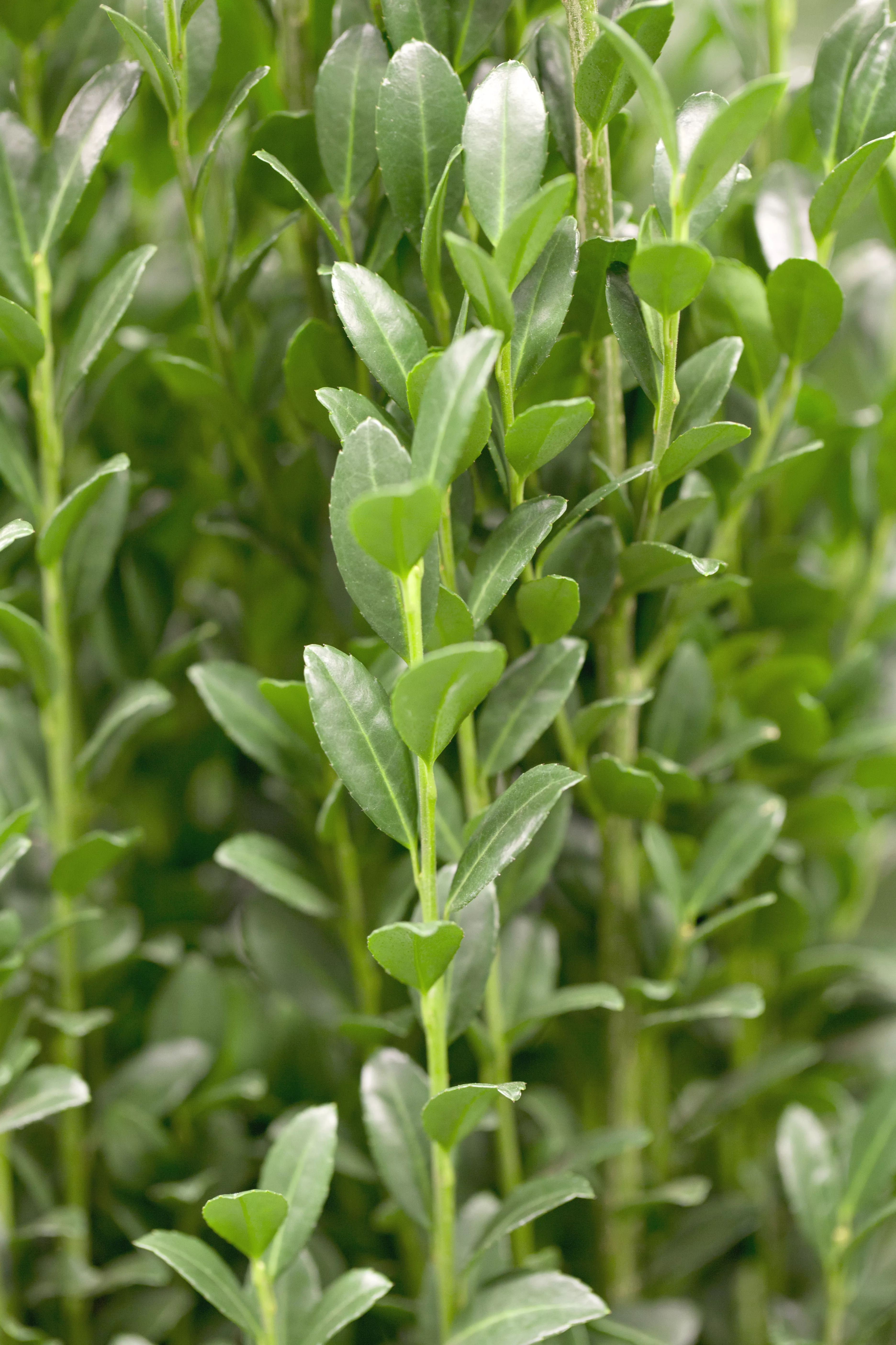 ilex-crenata-fastigiata-s-ulen-berg-ilex-fastigiata