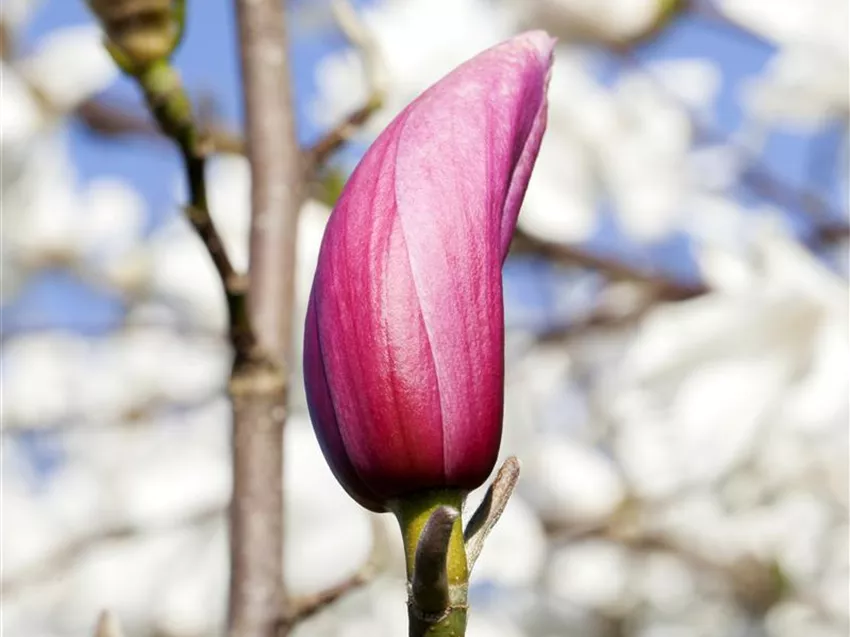 Magnolia liliiflora 'Nigra'