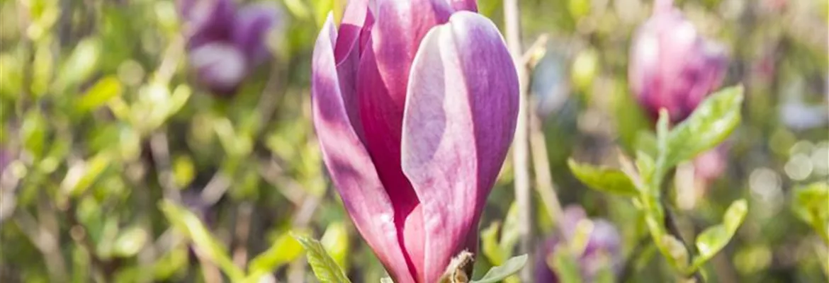 Magnolia liliiflora 'Susan'