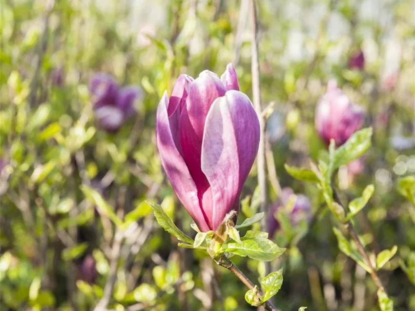 Magnolia liliiflora 'Susan'