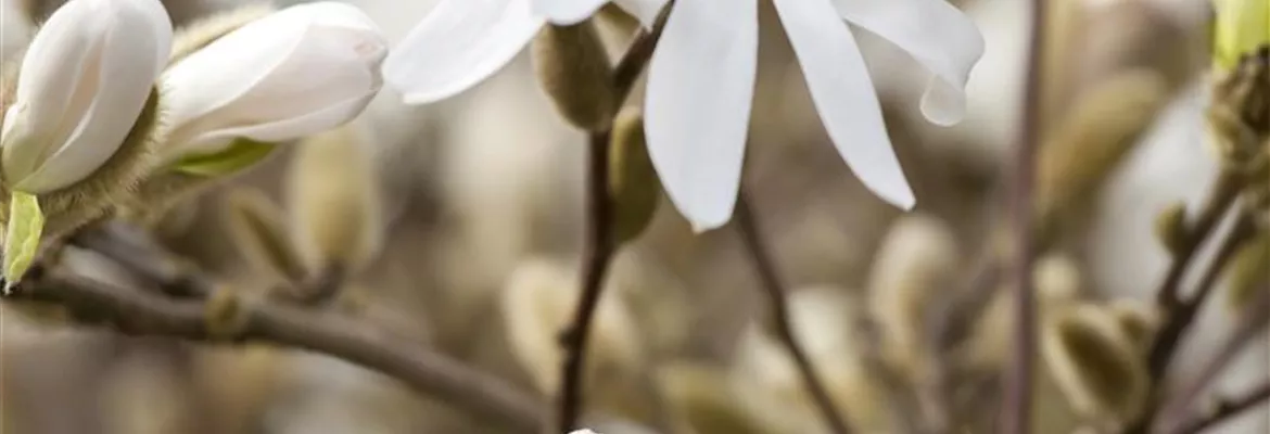 Magnolia stellata 'Royal Star'