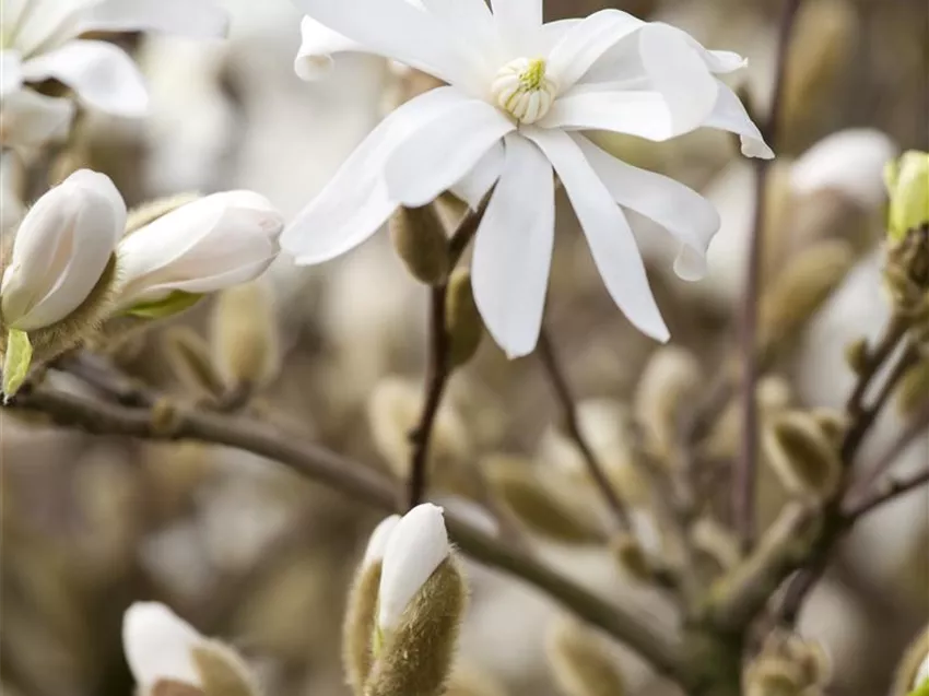 Magnolia stellata 'Royal Star'