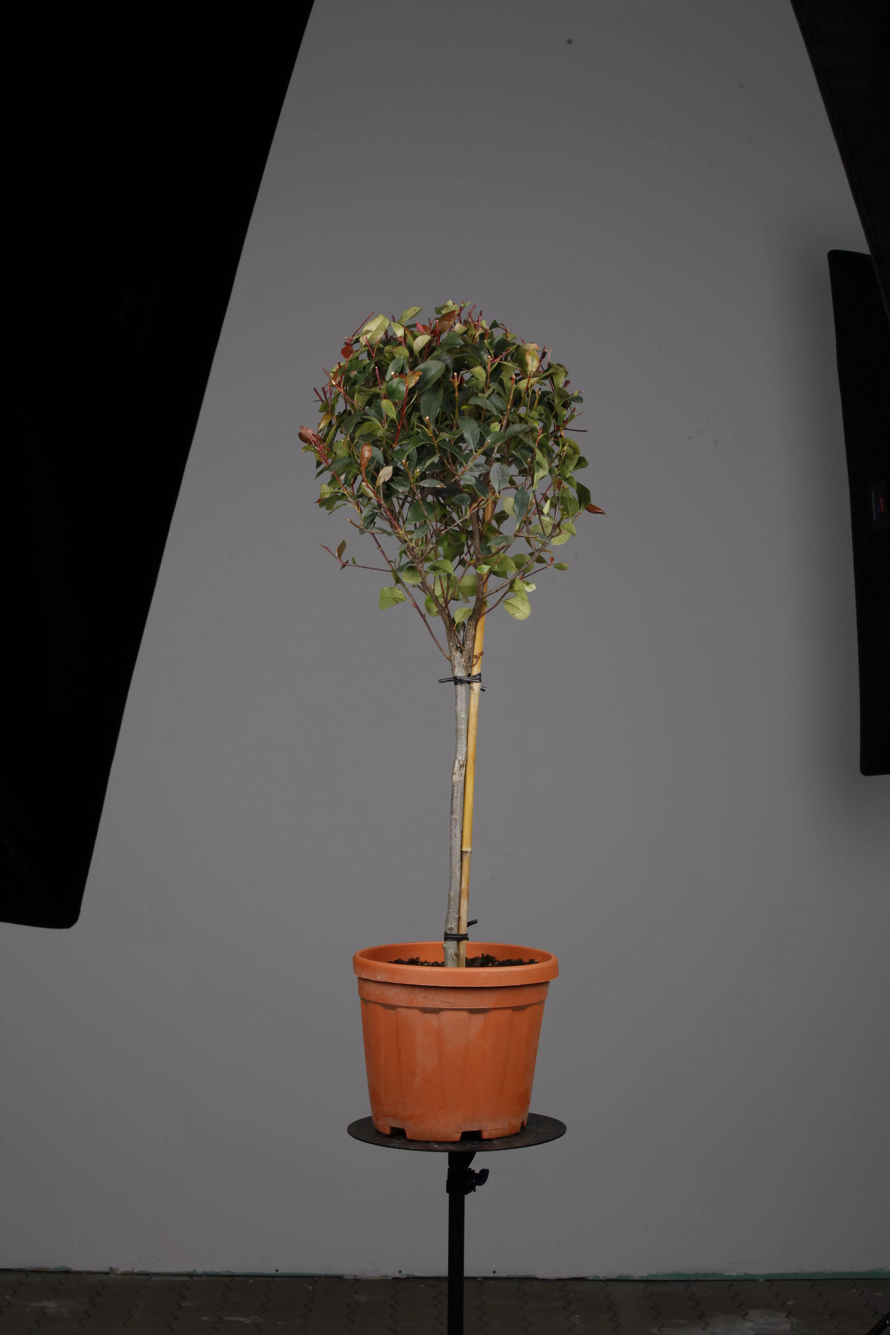 Ligustrum jonandrum, Kugel-Liguster
