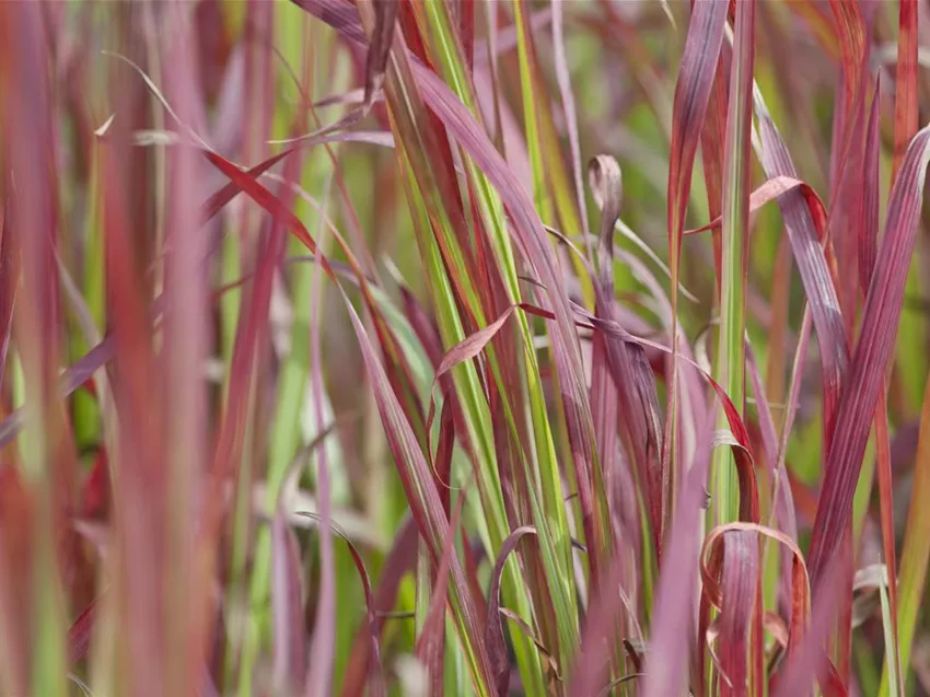 Imperata cylindrica 'Red Baron'