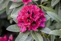 rhododendron burletta Boursault Catawba Rhododendron