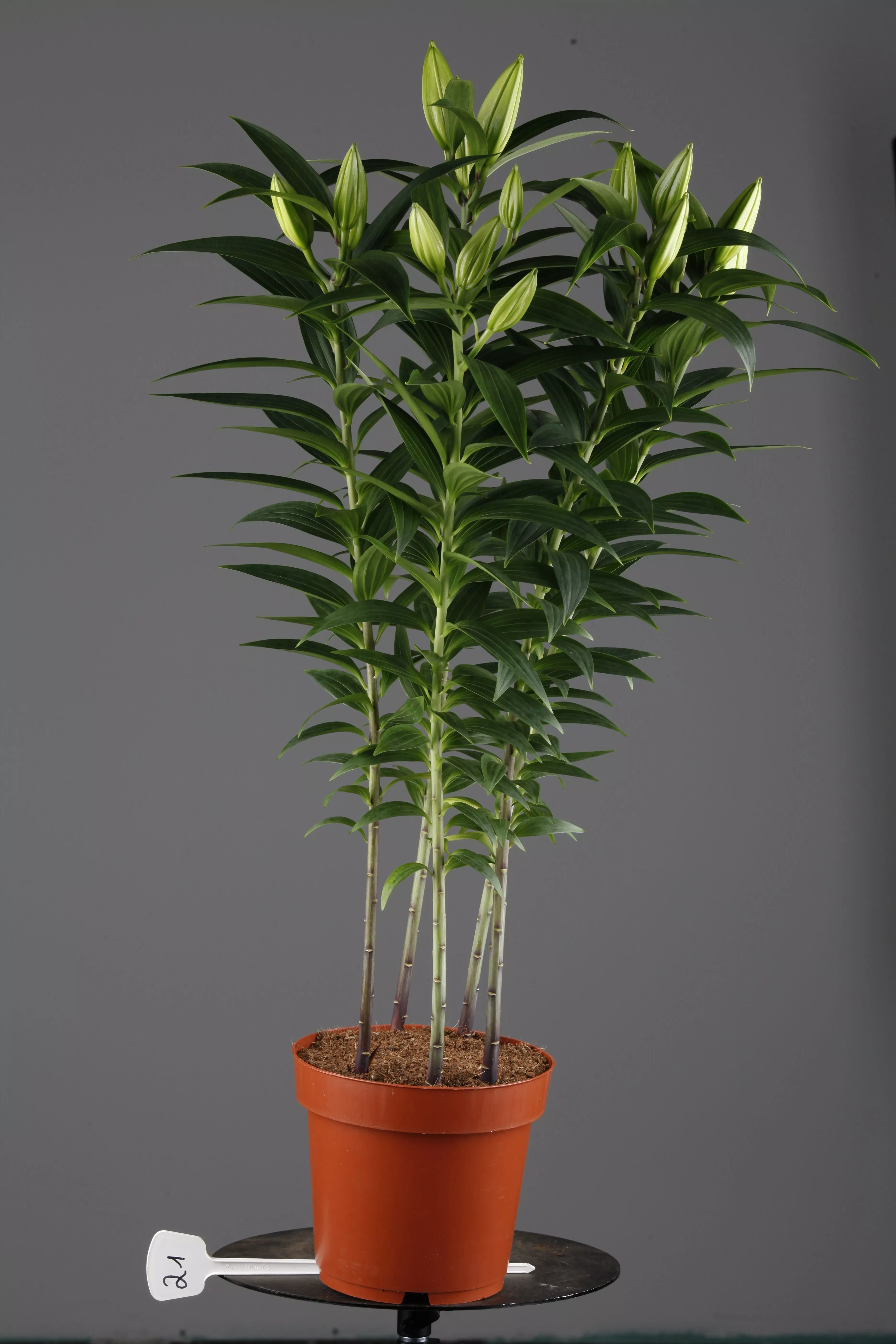 Lilium Oriental, Orientalische Lilie