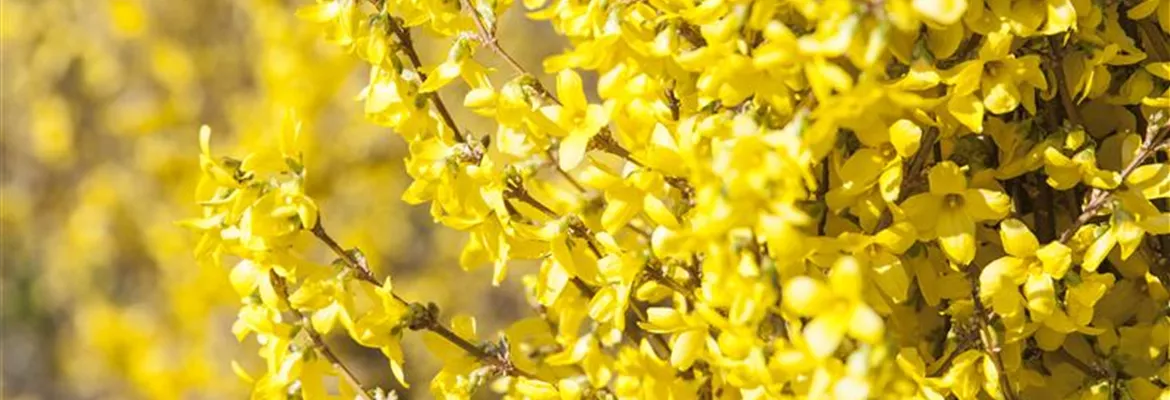 Forsythia x intermedia 'Goldrausch'