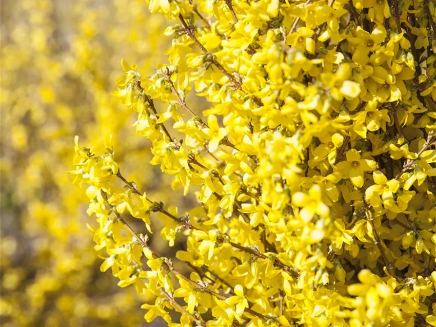 Forsythia x intermedia 'Goldrausch'