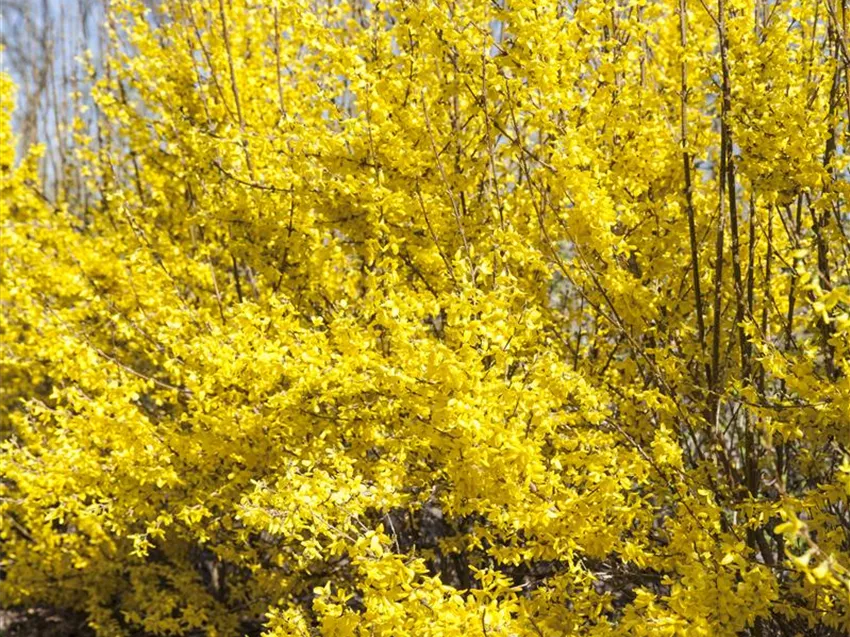 Forsythia x intermedia 'Week End'®