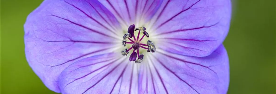 Geranium 'Rozanne'