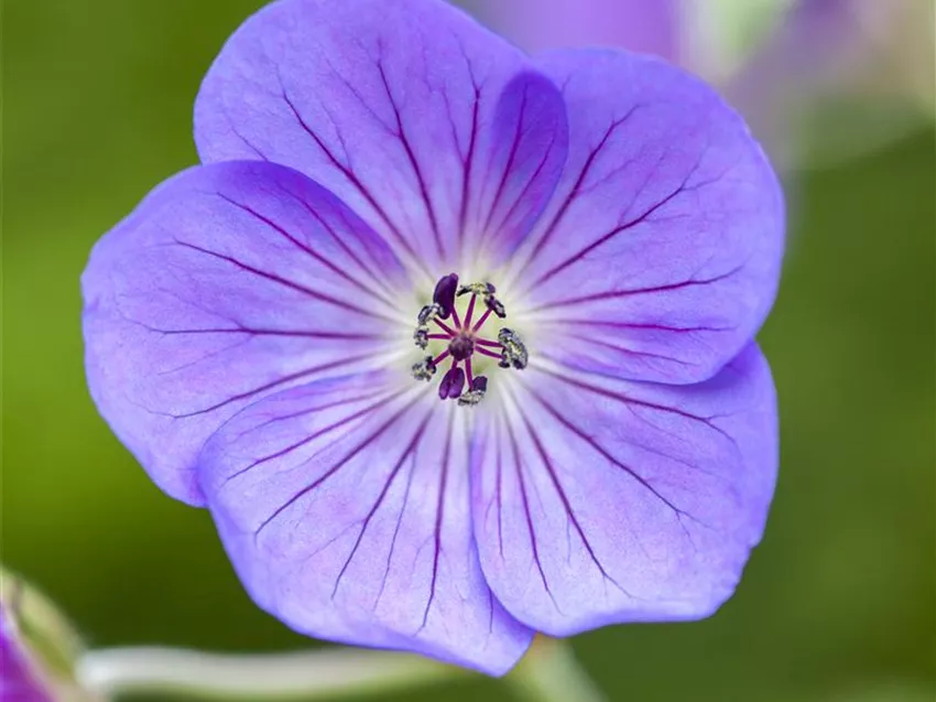 Geranium 'Rozanne'