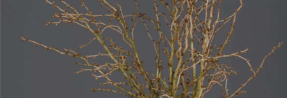 Prunus incisa 'Kojou-no-mai'