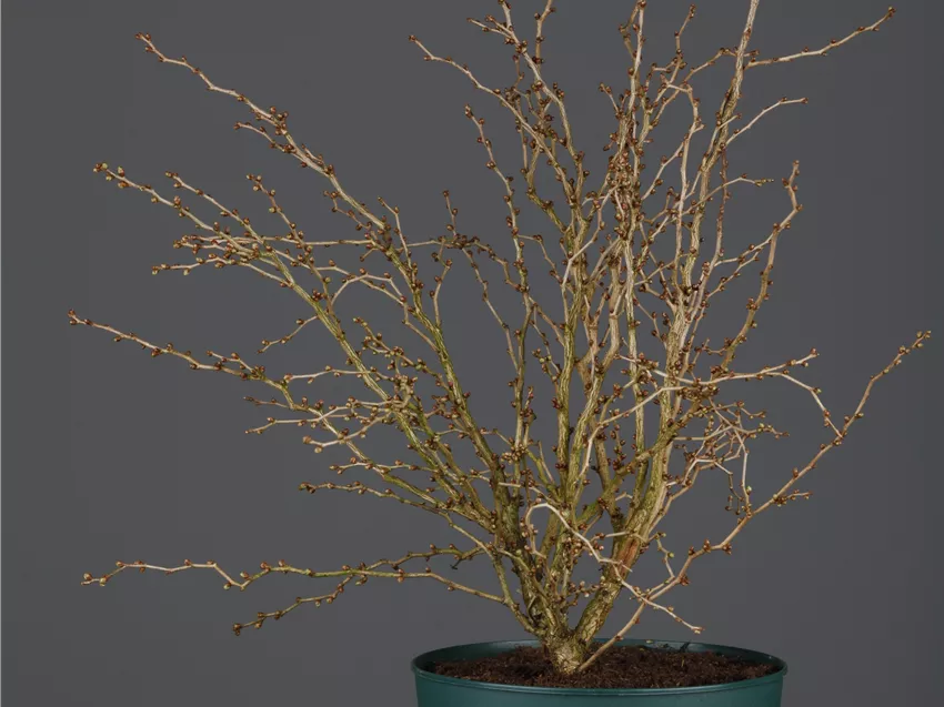 Prunus incisa 'Kojou-no-mai'
