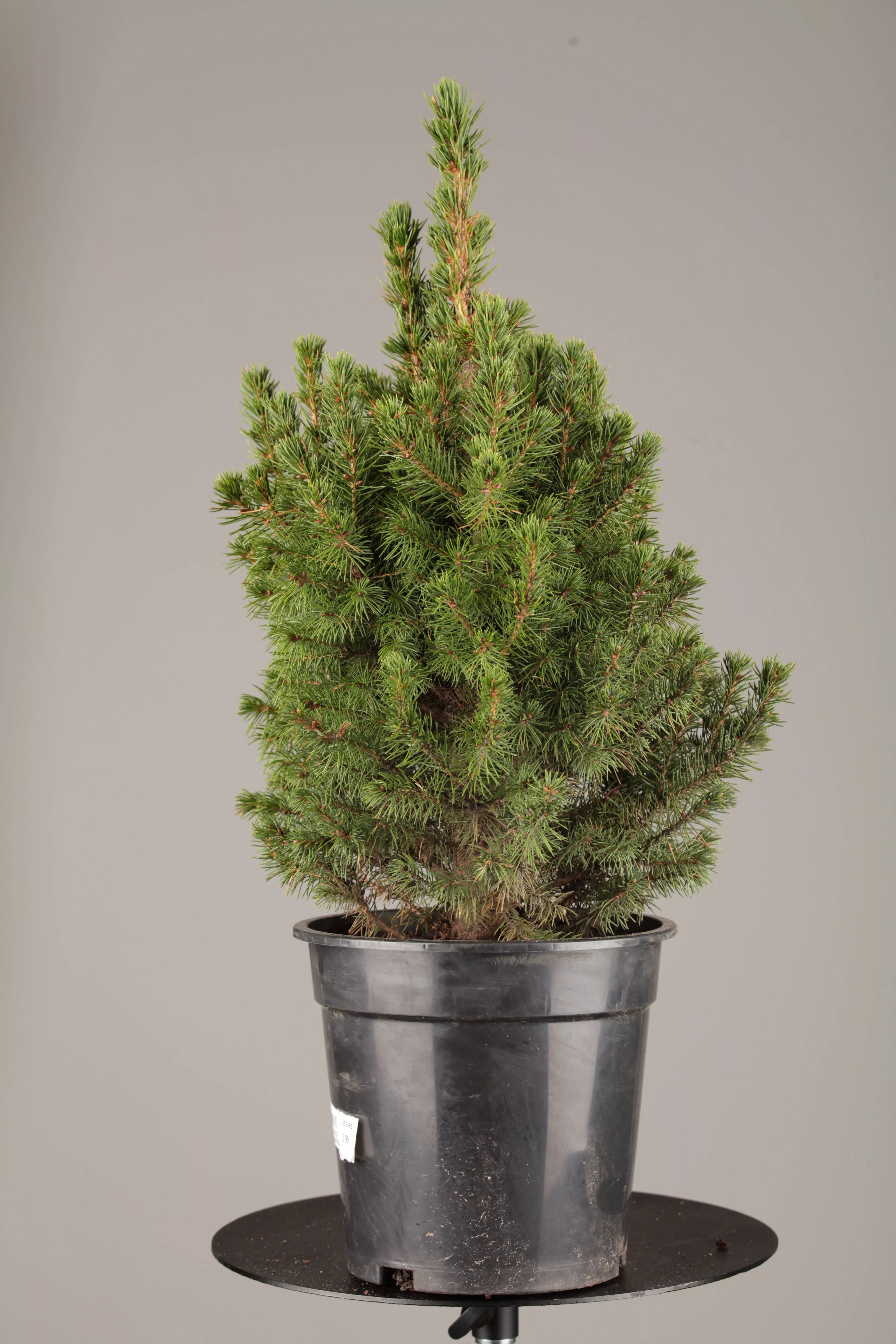 Picea glauca 'Conica', Zuckerhut-Fichte 'Conica'