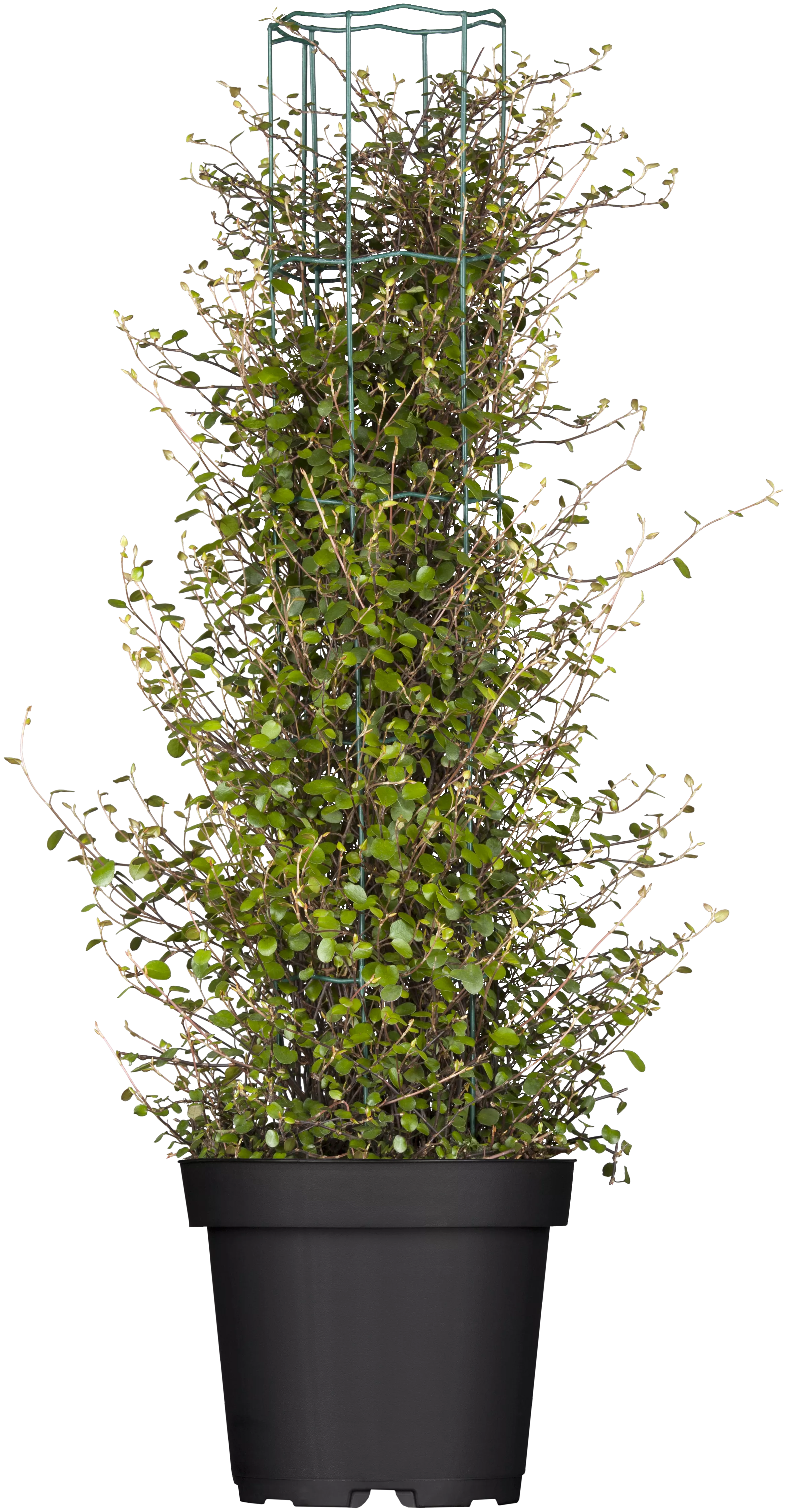 Muehlenbeckia axillaris, Teppich-Scheinknterich
