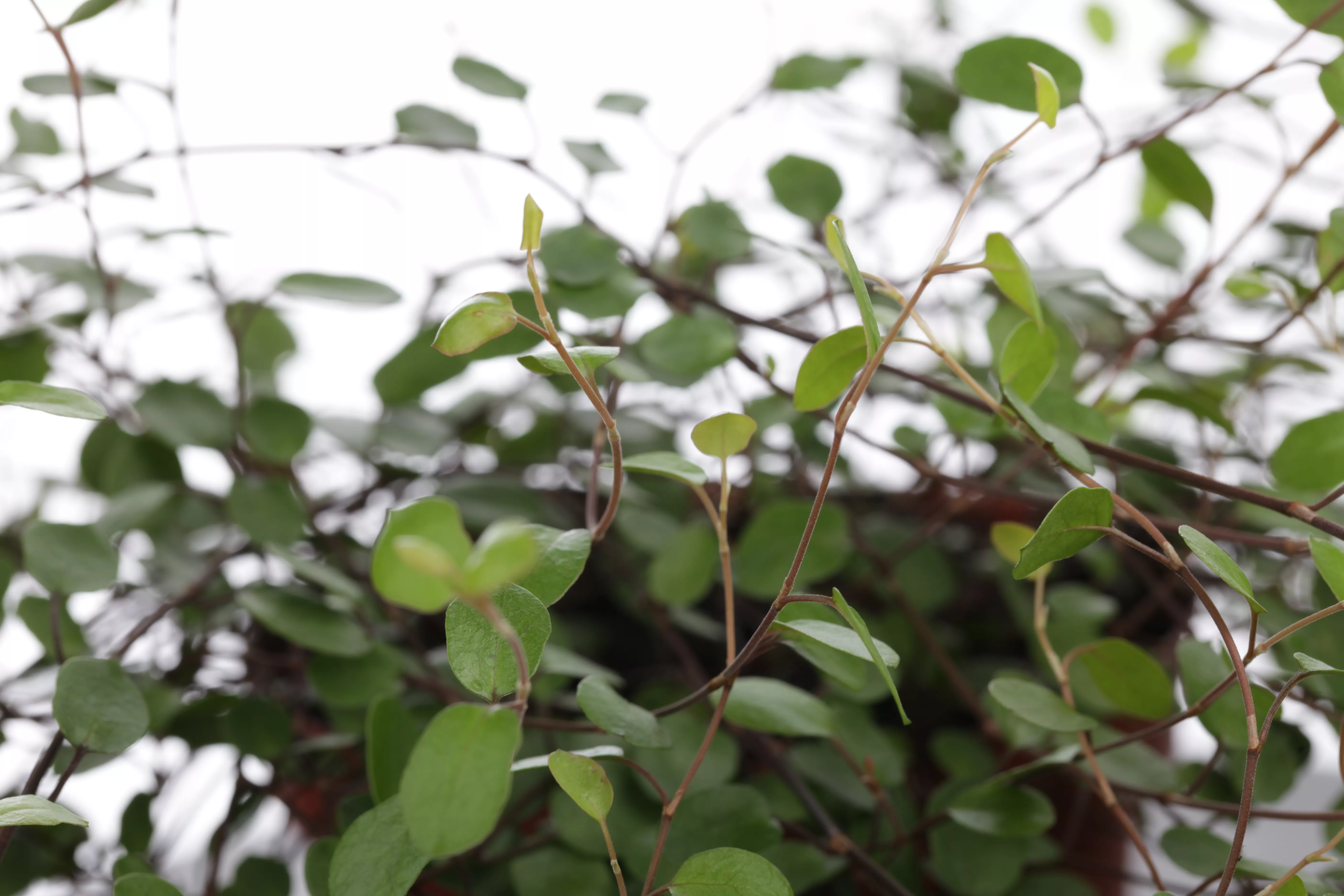 Muehlenbeckia complexa, Drahtwein