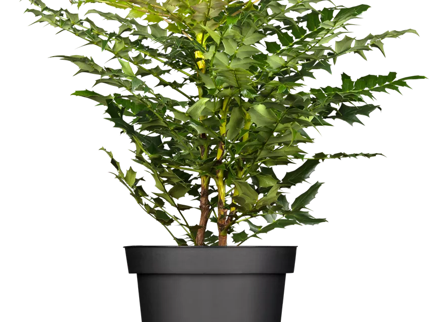 Mahonia media 'Winter Sun'