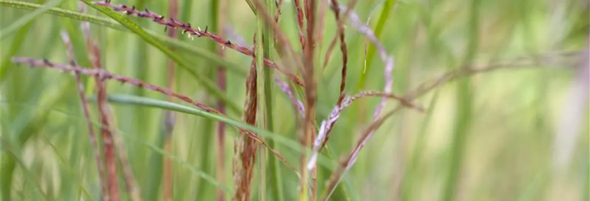 Miscanthus sinensis 'Kleine Fontäne'