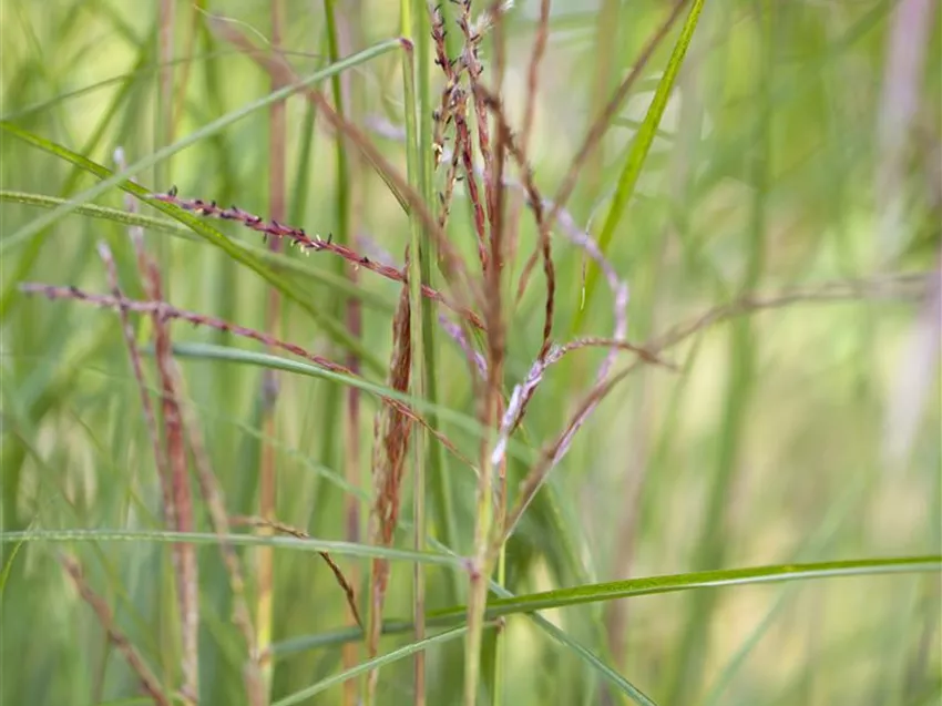 Miscanthus sinensis 'Kleine Fontäne'