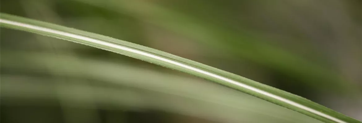 Miscanthus sinensis 'Malepartus'