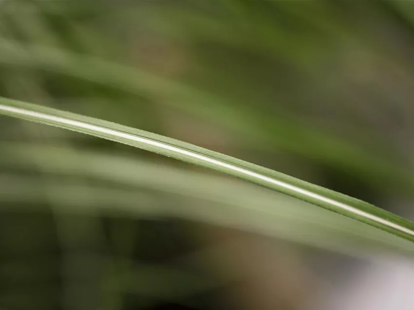 Miscanthus sinensis 'Malepartus'