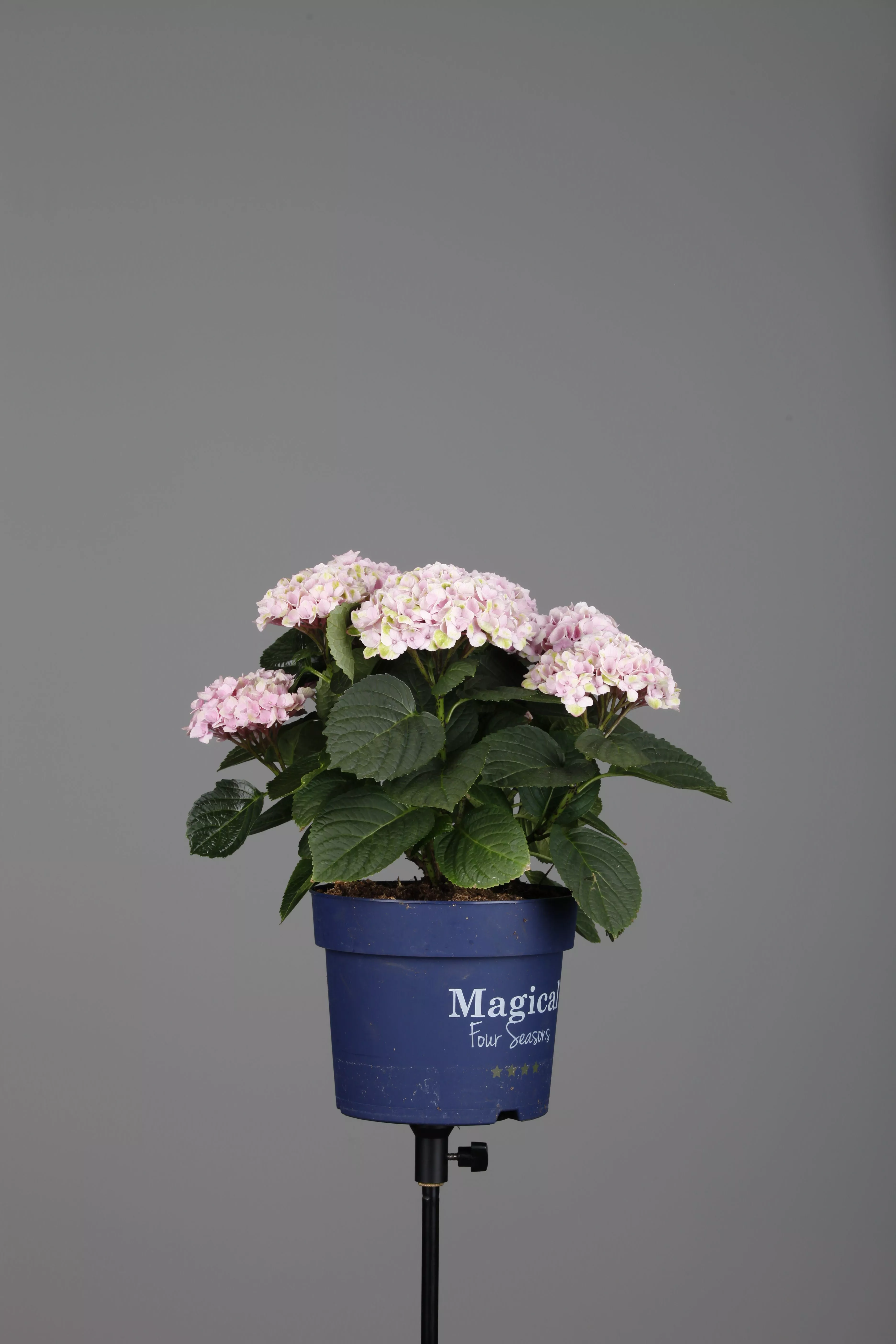 welcher dnger fr balkonblumen Krniger Dnger fr Balkonpflanzen und Blumen  Iperverde