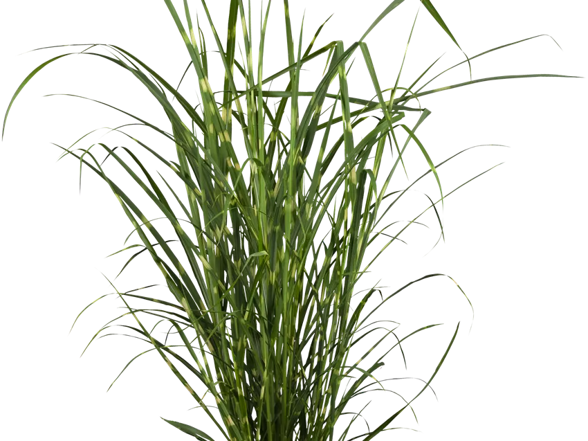 Miscanthus sinensis 'Strictus'