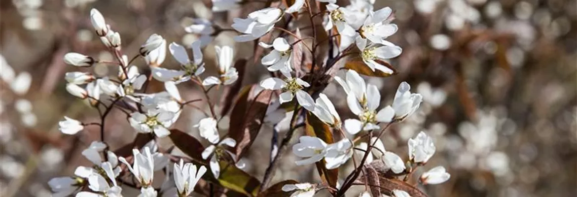 Amelanchier lamarckii 'Rainbow Pillar'®