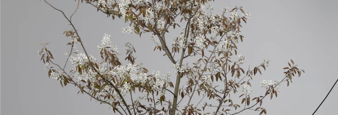 Amelanchier lamarckii