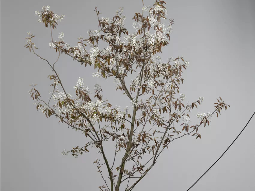 Amelanchier lamarckii