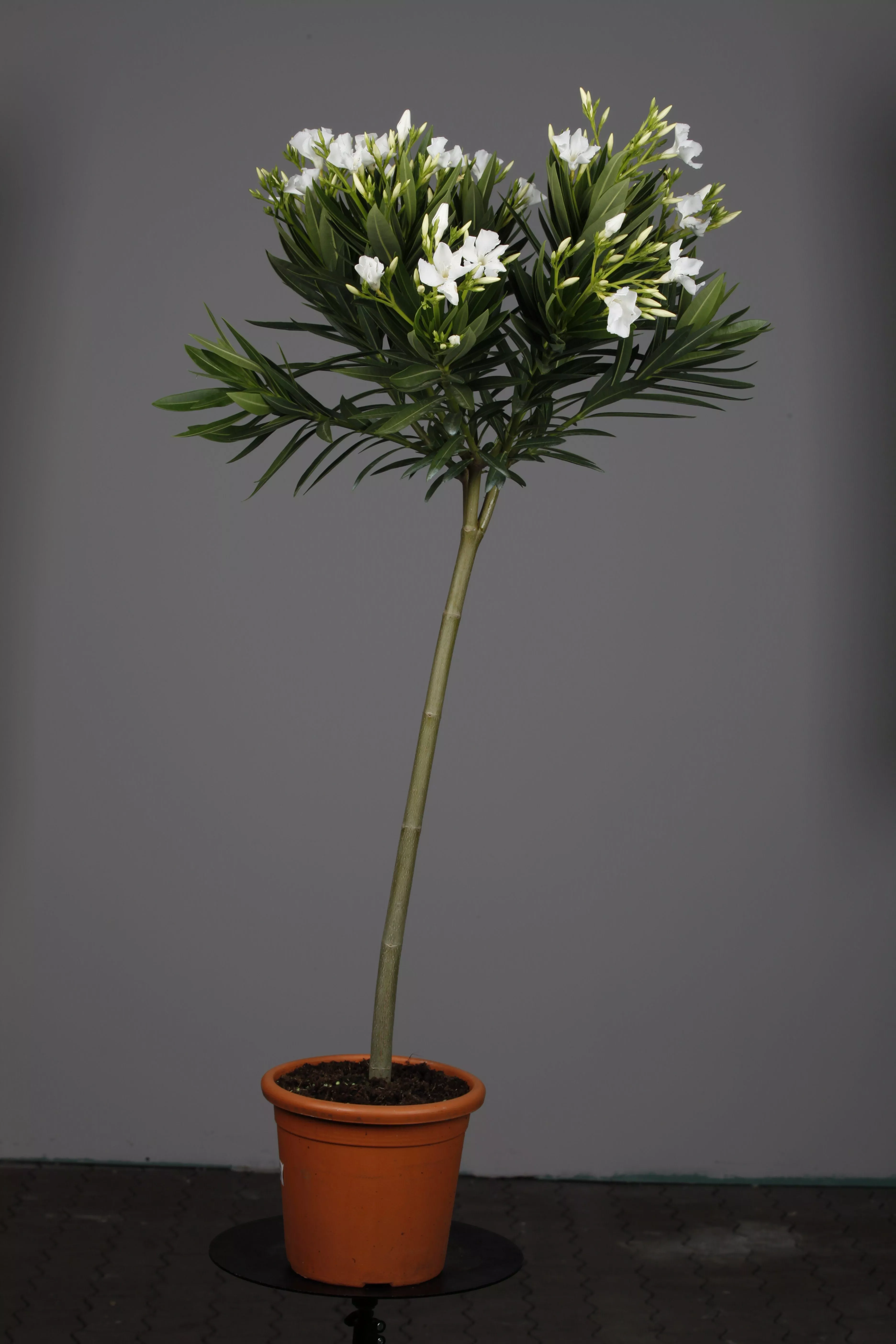 Nerium oleander, Oleander