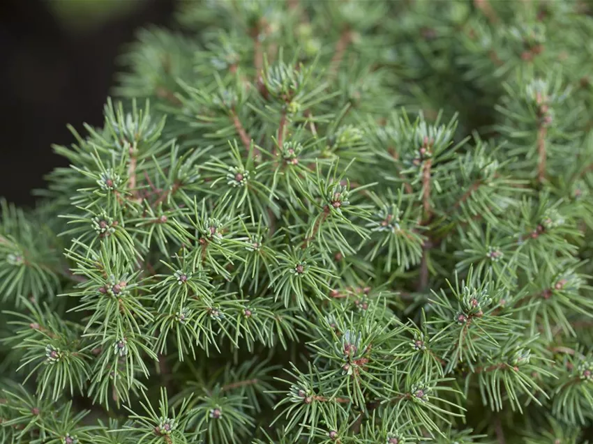 Picea glauca 'Rainbow´s End'