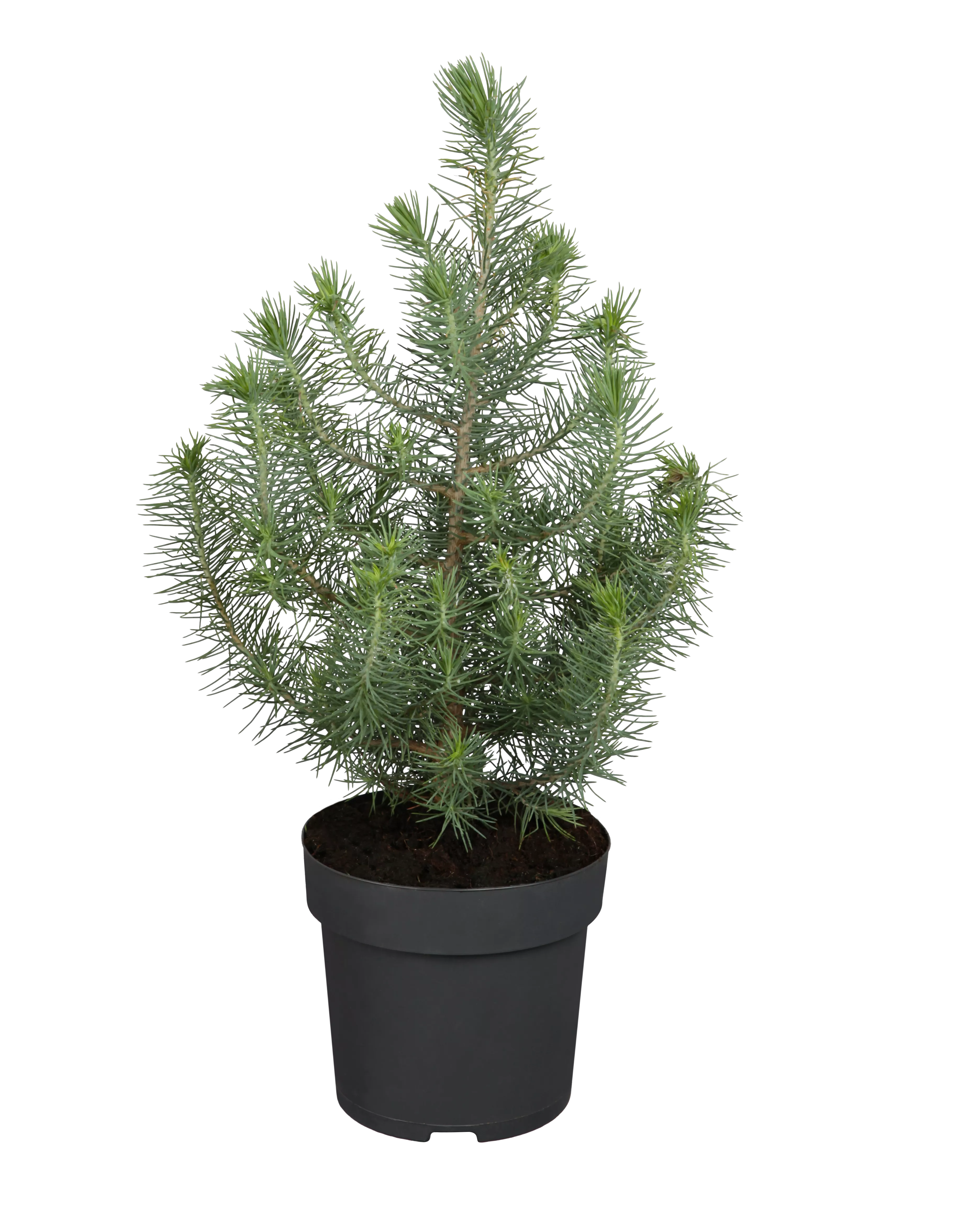 Pinus pinea, Pinie
