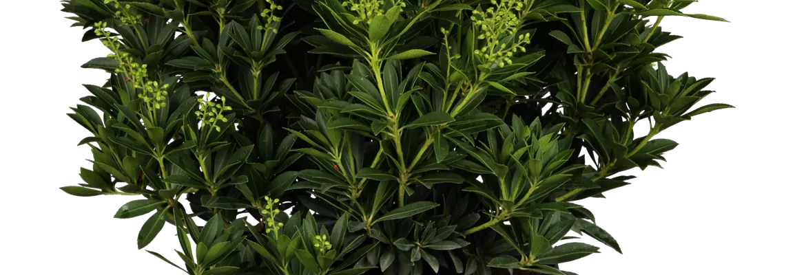 Pieris japonica 'Cupido'