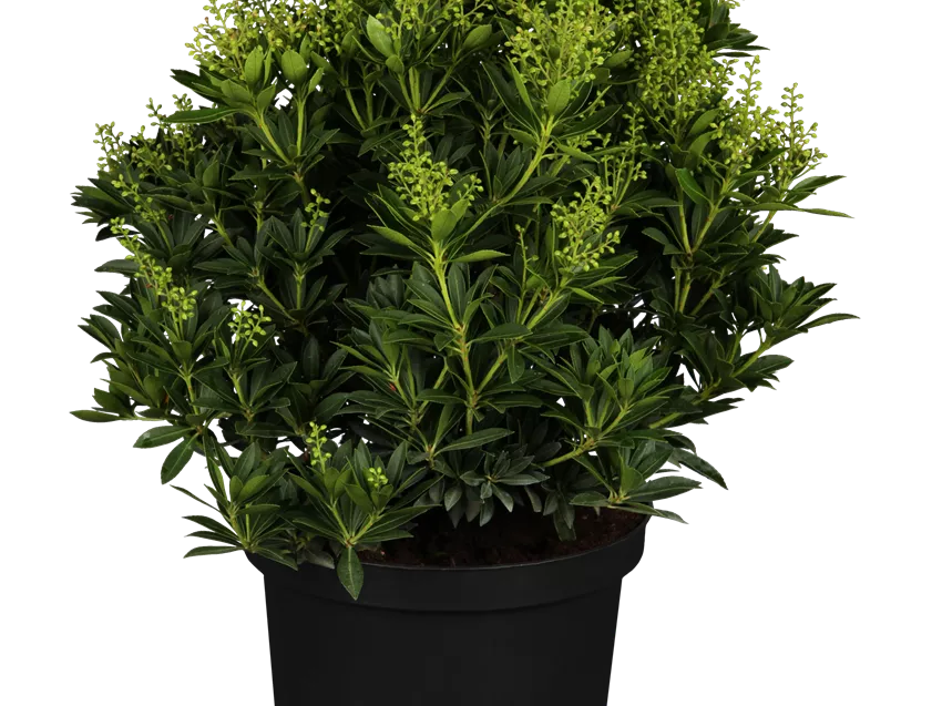 Pieris japonica 'Cupido'