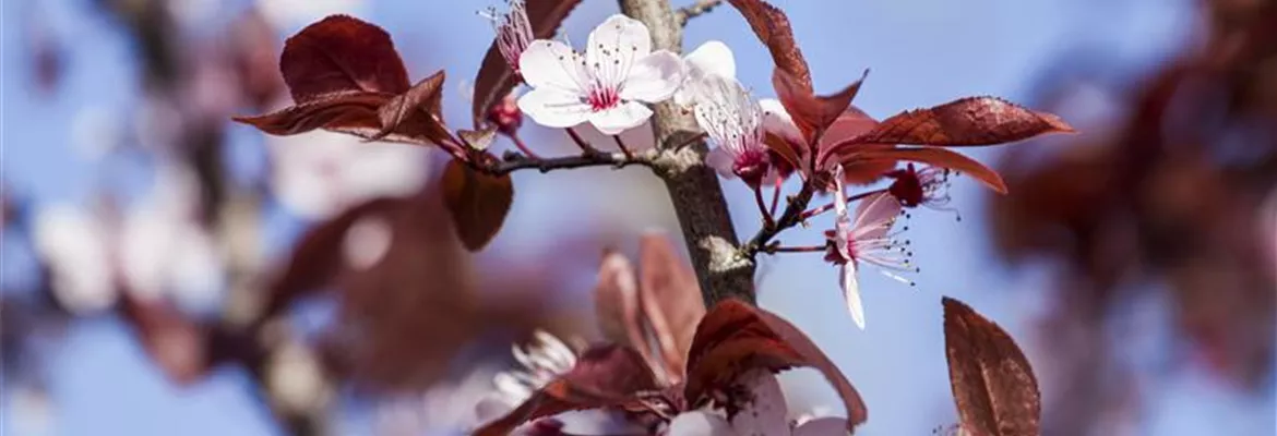 Prunus cerasifera 'Nigra'