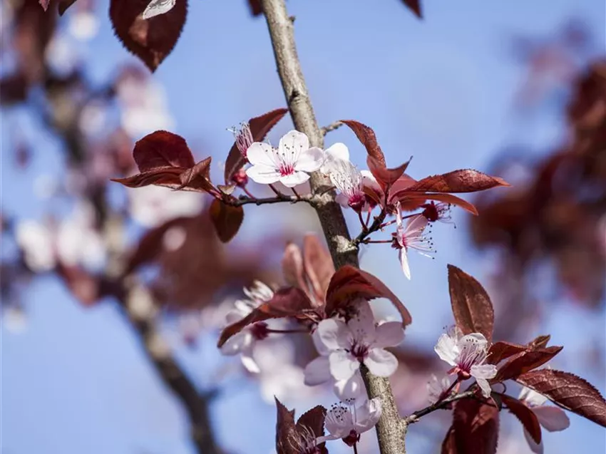 Prunus cerasifera 'Nigra'
