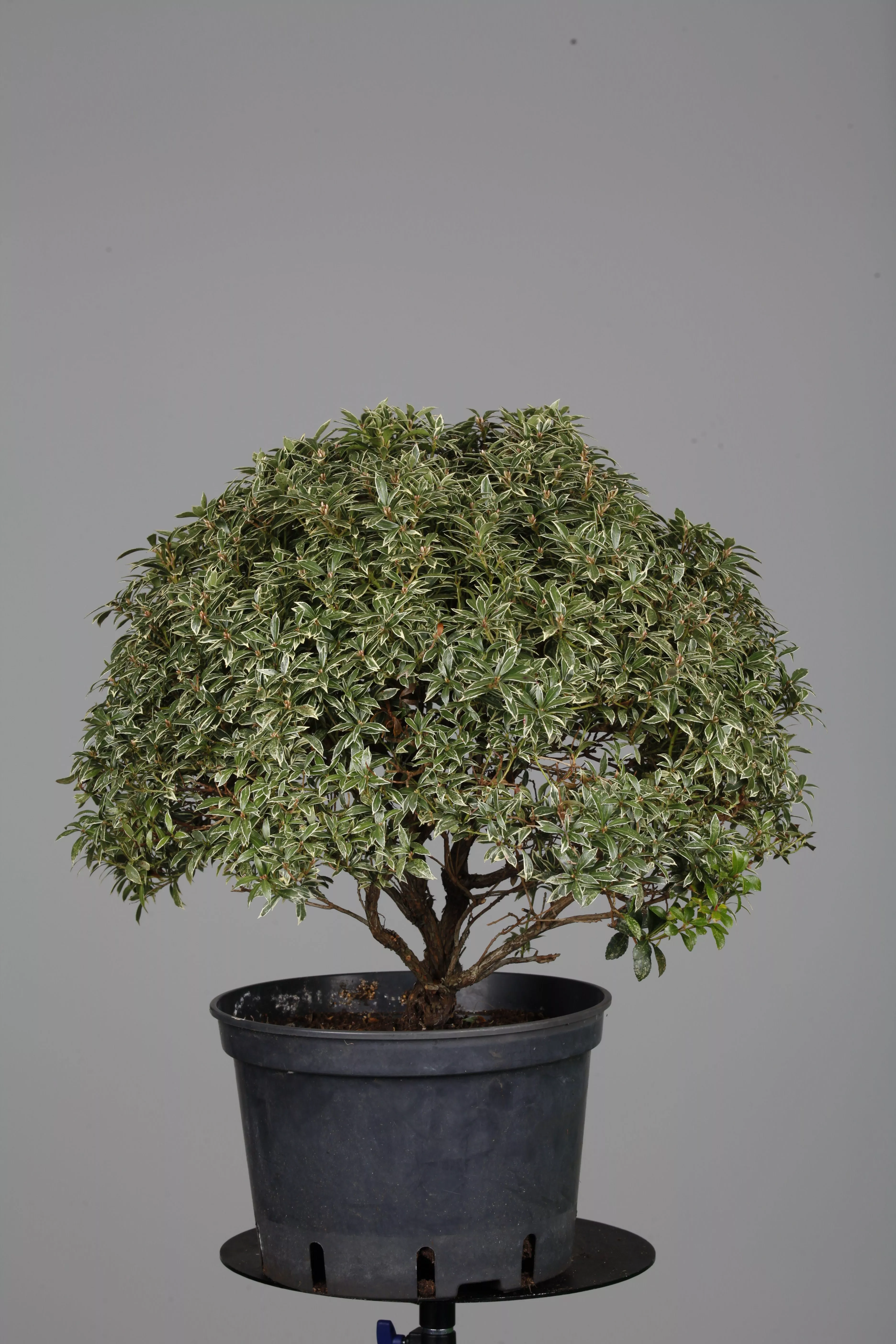 Pieris japonica 'Variegata', Weibuntes Schattenglckchen 'Variegata'