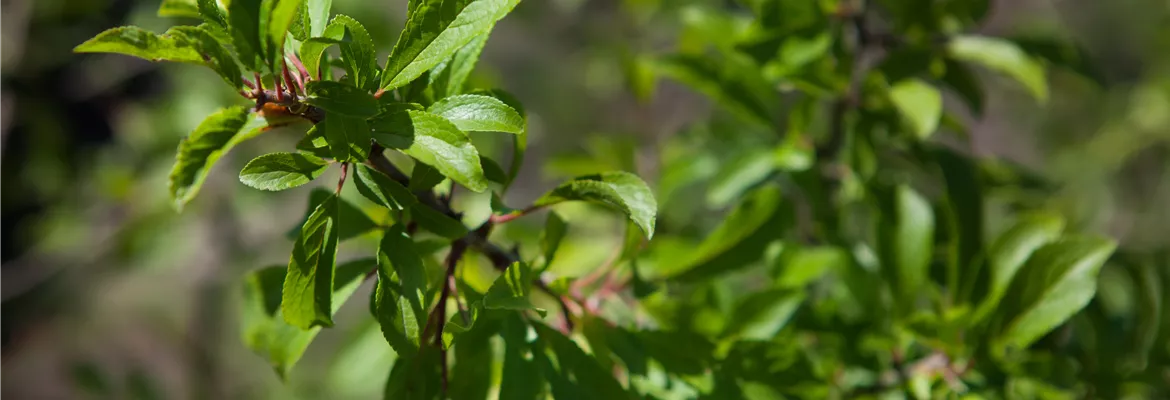 Prunus spinosa