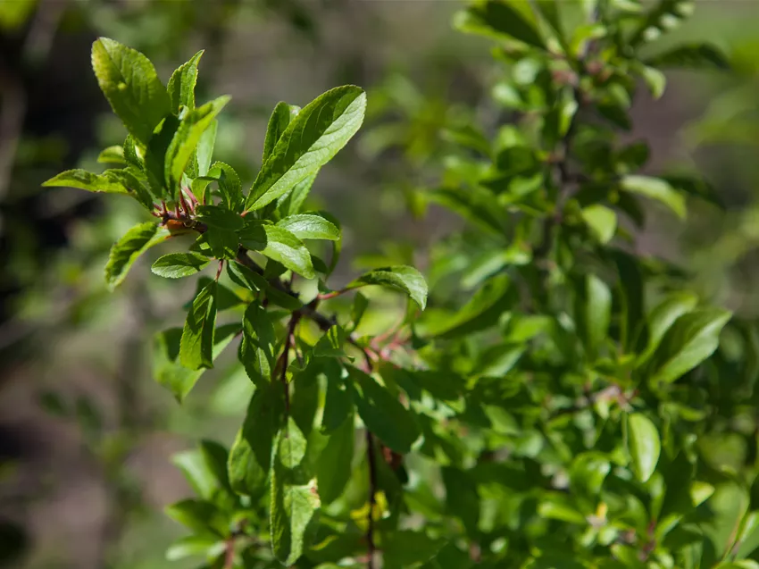 Prunus spinosa