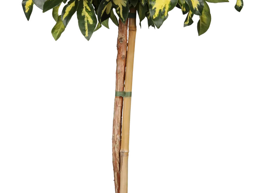 Rhododendron 'Blattgold'