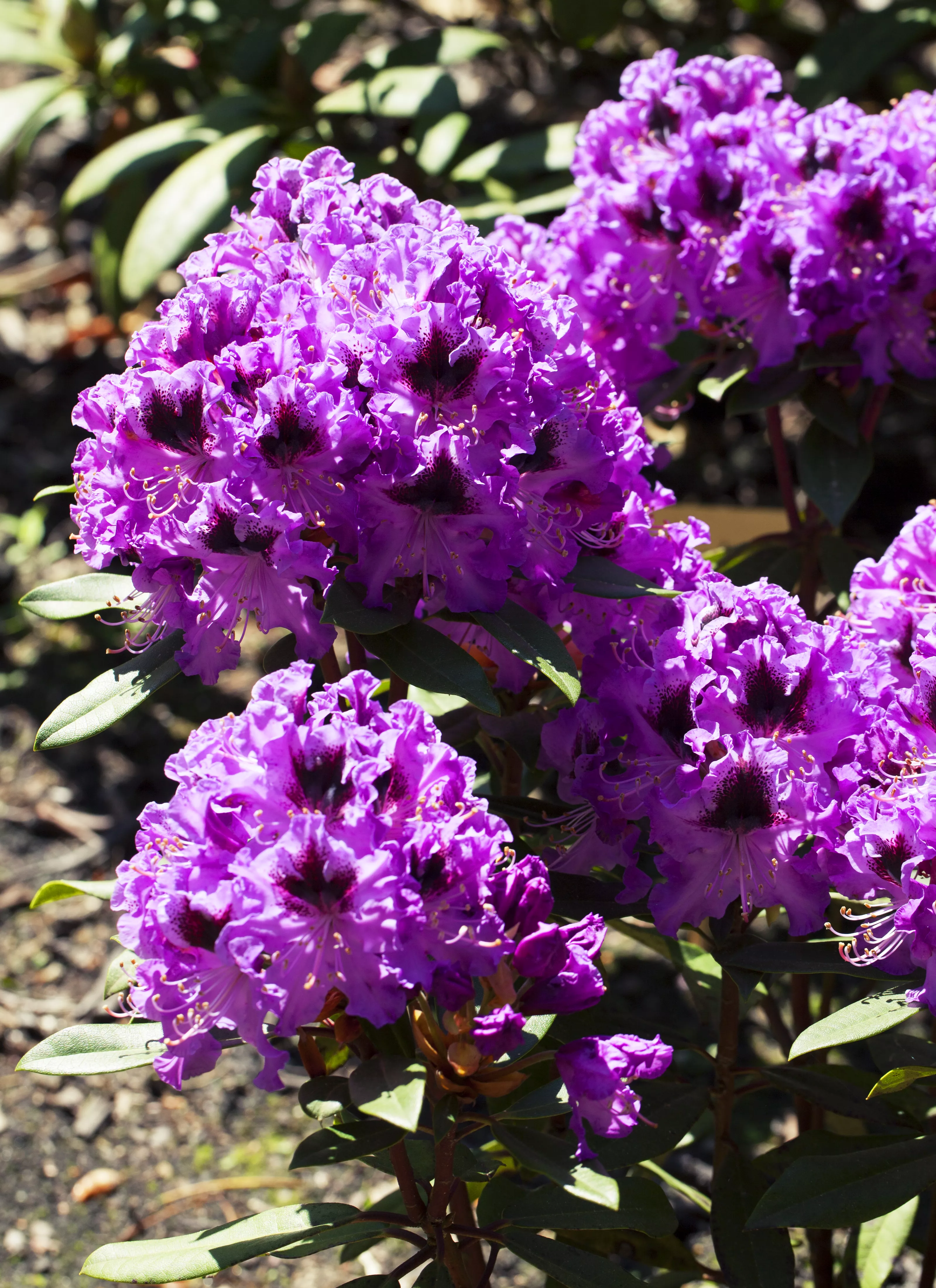 Rhododendron 'Blaue Jungs', Rhododendron-Hybride 'Blaue Jungs'