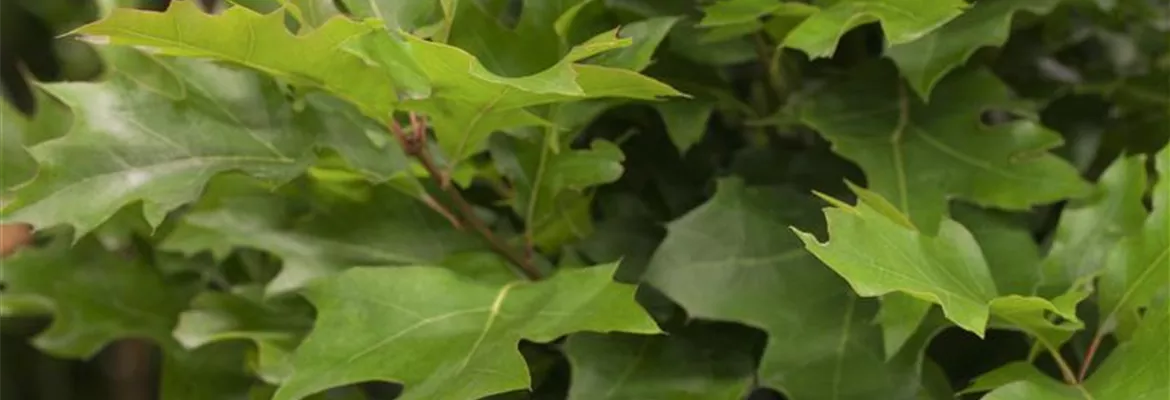 Quercus palustris 'Green Dwarf'