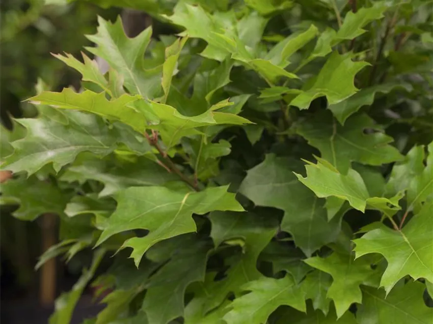 Quercus palustris 'Green Dwarf'